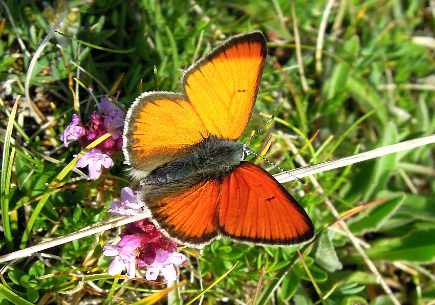 Lycaena ...